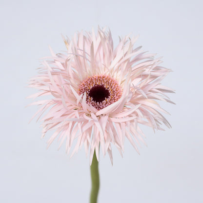 Gerbera Cream Springs
