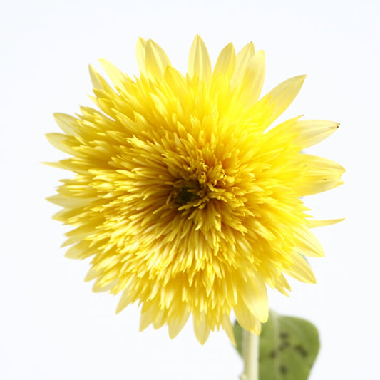 Helianthus Lemonade (Pre Order)