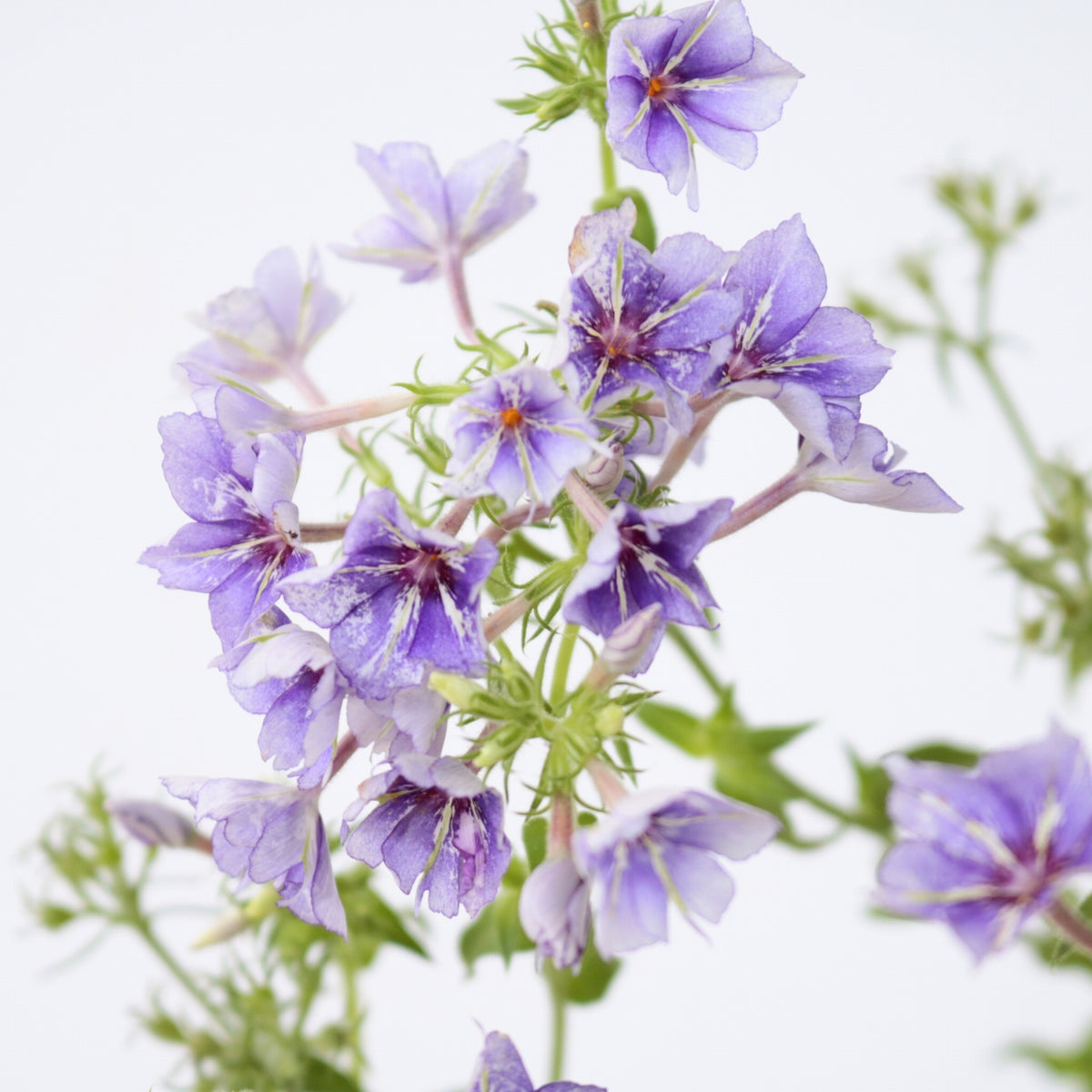 Phlox Sugar Stars (30cm)