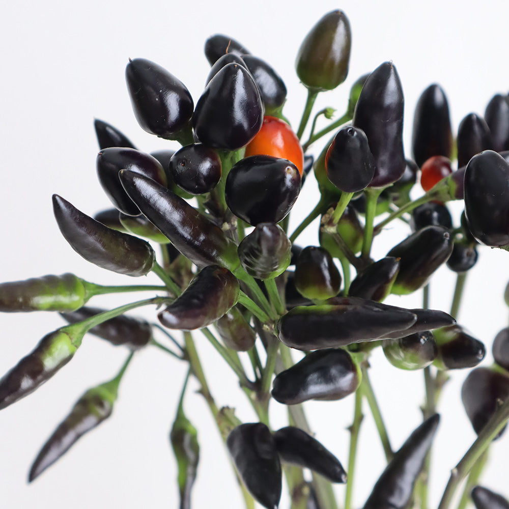 Capsicum Conical Black (60cm)