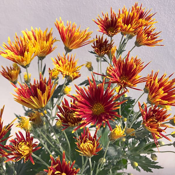 Chrysanthemum 嵯峨菊 赤