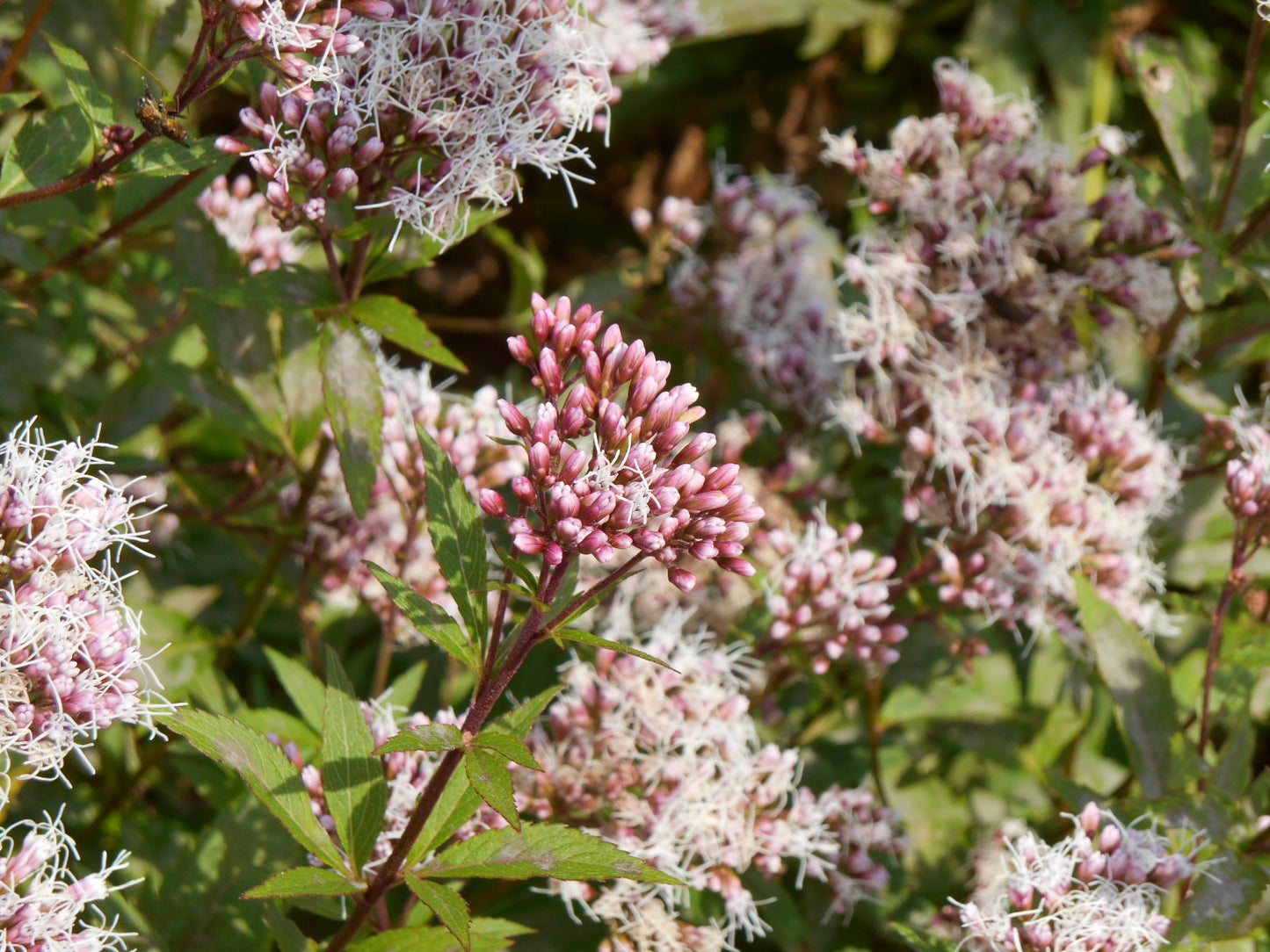 Eupatorium japonicum