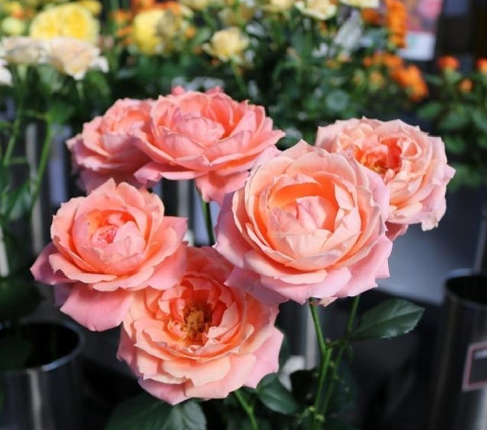 !! Anniversary Promo !! Apricot Miho