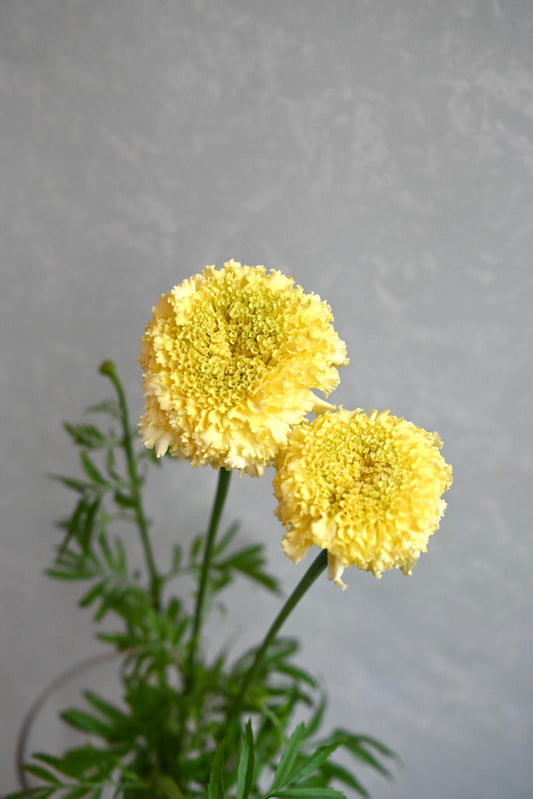 Marigold White Swan  (秀 60cm)
