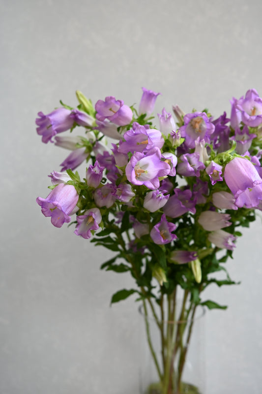 (Clearance Sales) Campanula Champion IQ Lilac (秀 70cm)