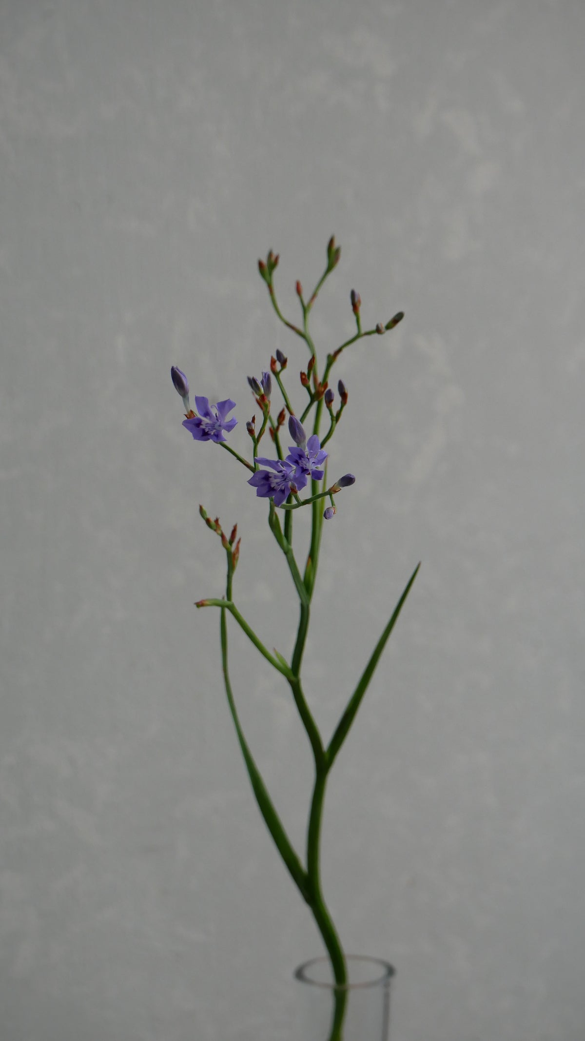 Lapeirousia Lavender (40cm)