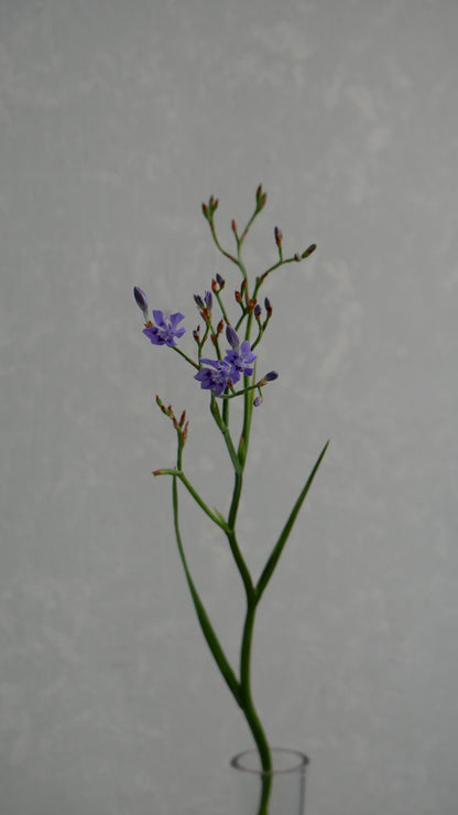 Lapeirousia Lavender (40cm)