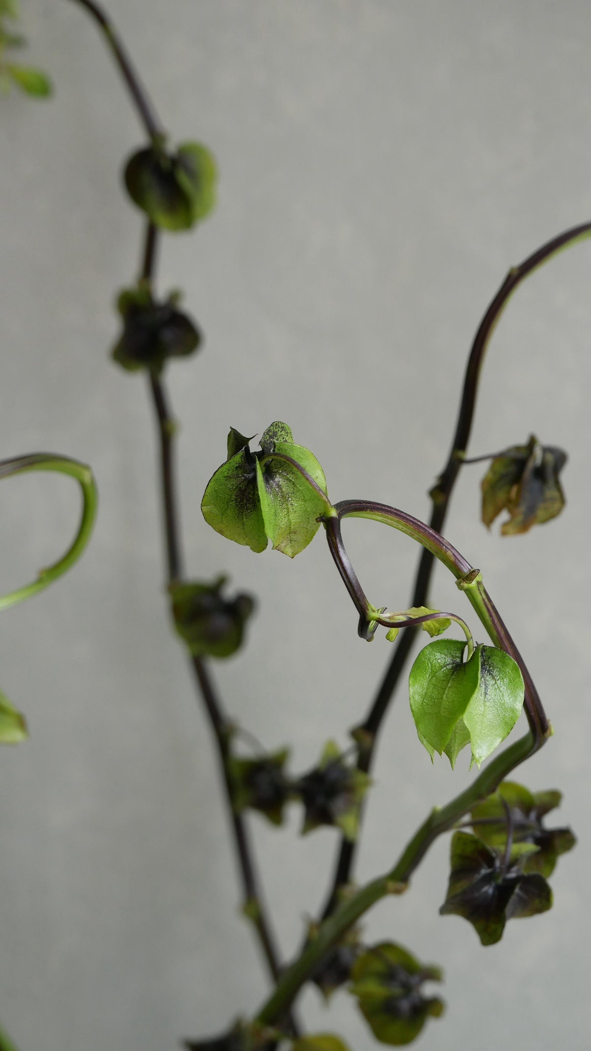 Physalis Alkekengi 鬼灯 黒法月 sp. Atsunko Mix (40-60cm)