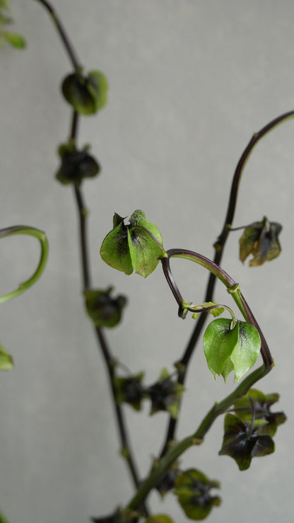 Physalis Alkekengi 鬼灯 黒法月 sp. Atsunko Mix (40-60cm)