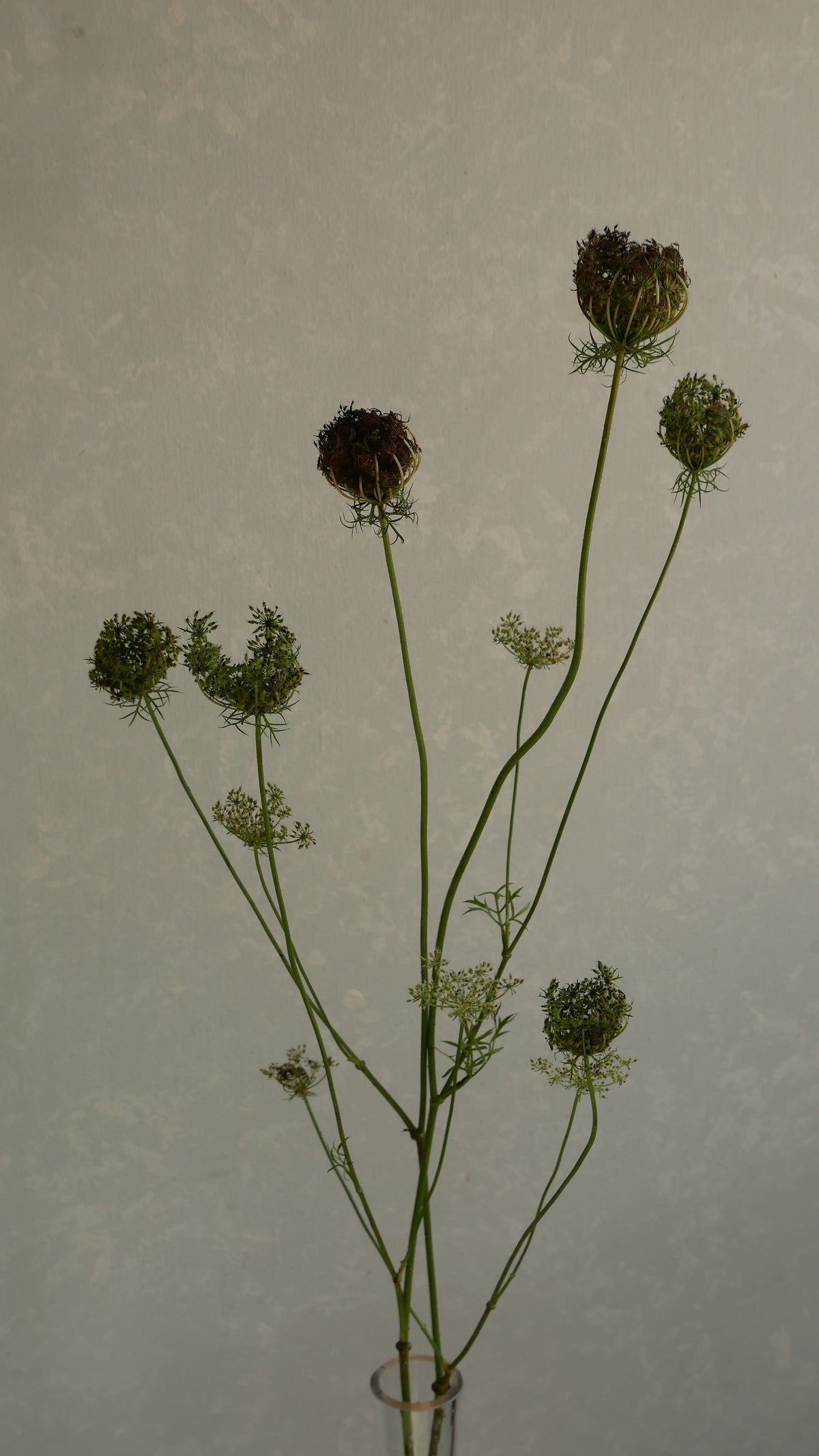 Ammi Daucus Seed (70cm)