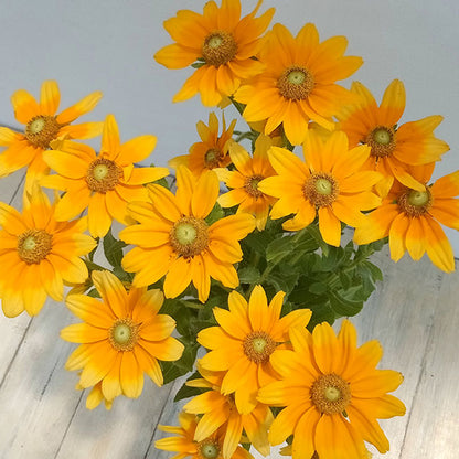 Rudbeckia Prairie Sun