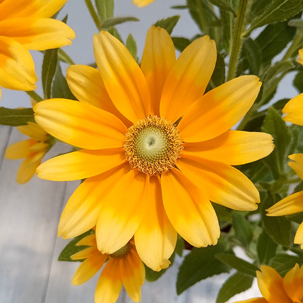 Rudbeckia Prairie Sun