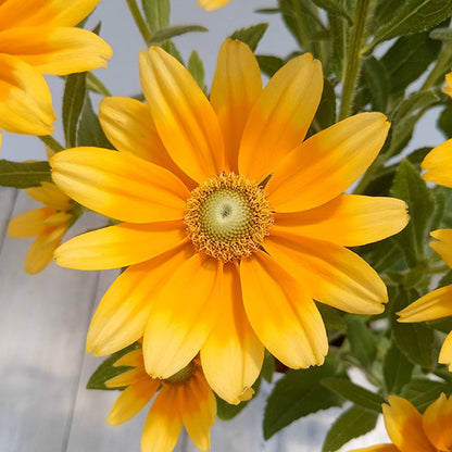 Rudbeckia Prairie Sun