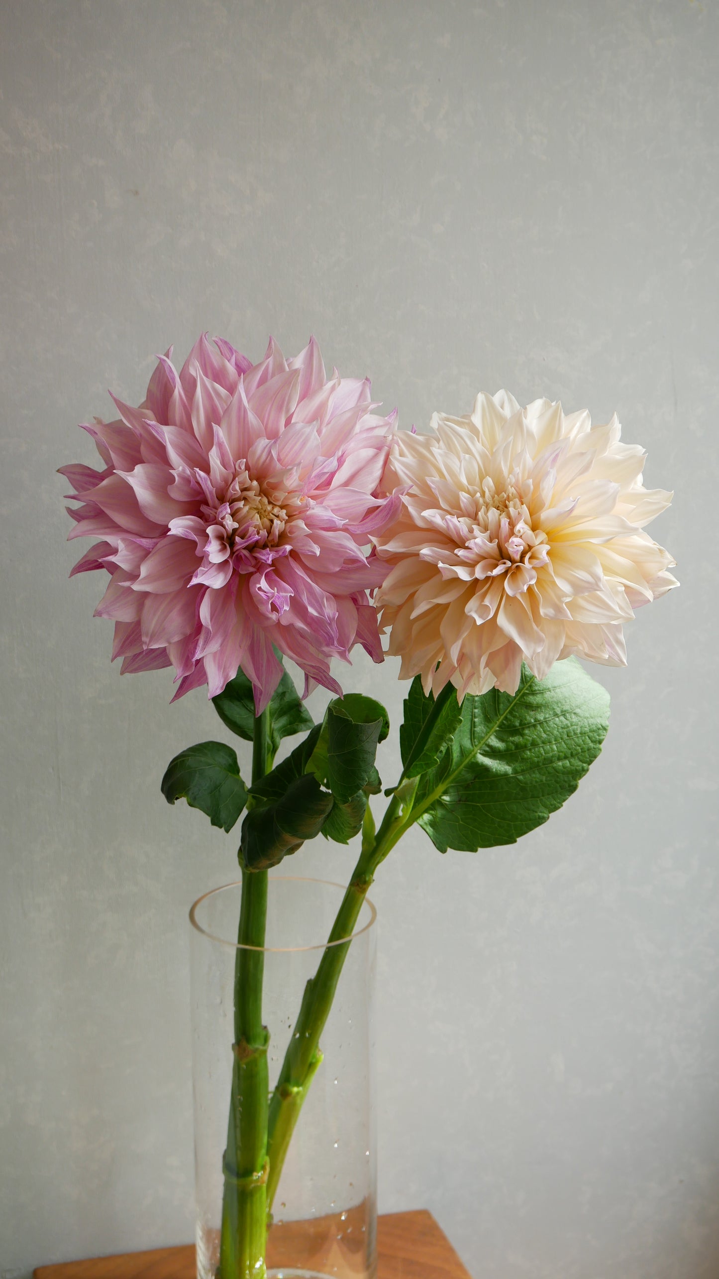 Dahlia Café au lait