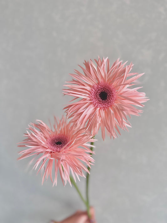 (Clearance Sale) Gerbera Cream Spin (55-60cm 大輪)