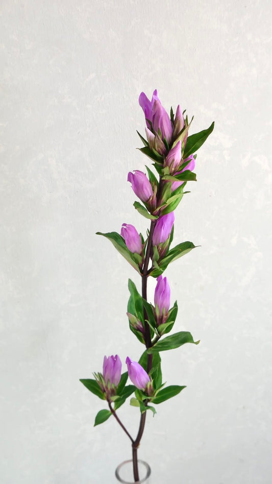 Gentiana 新踊り子 (70cm)