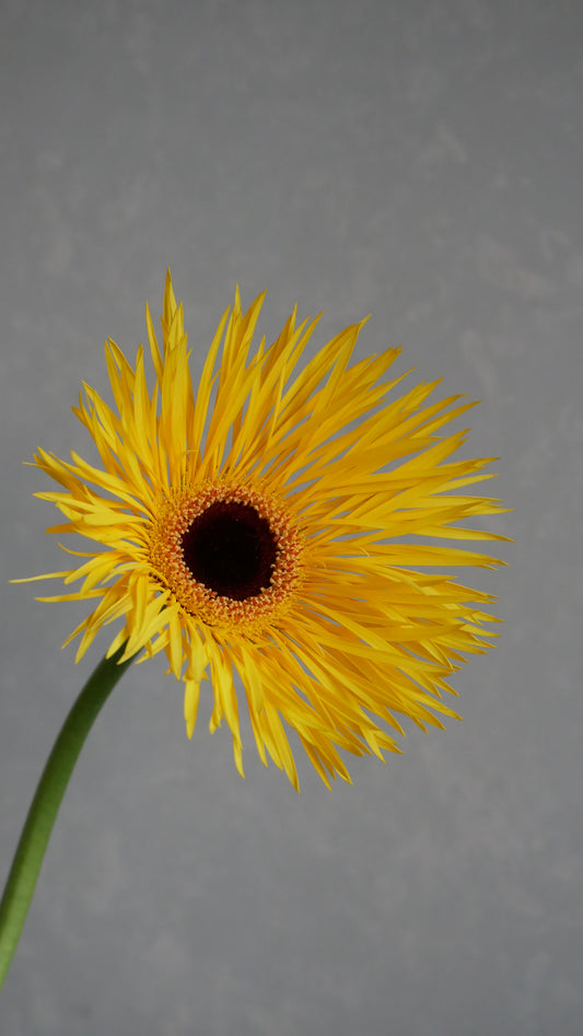 (Clearance Sale) Gerbera Daniela