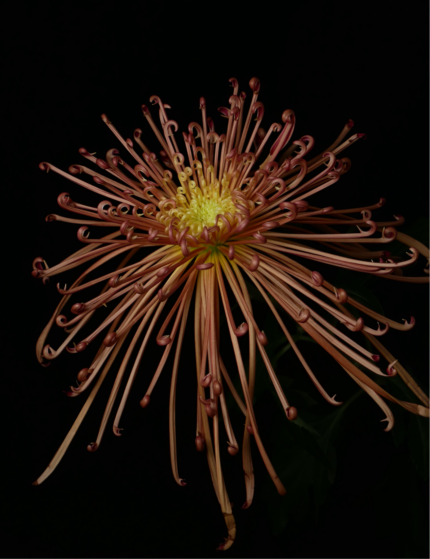 (Clearance Sales) Chrysanthemum 糸菊 Maxim Copper