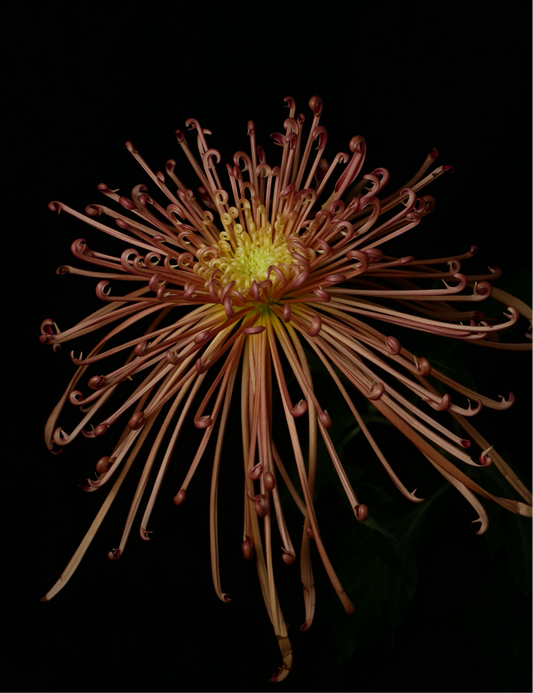 (Clearance Sales) Chrysanthemum 糸菊 Maxim Copper