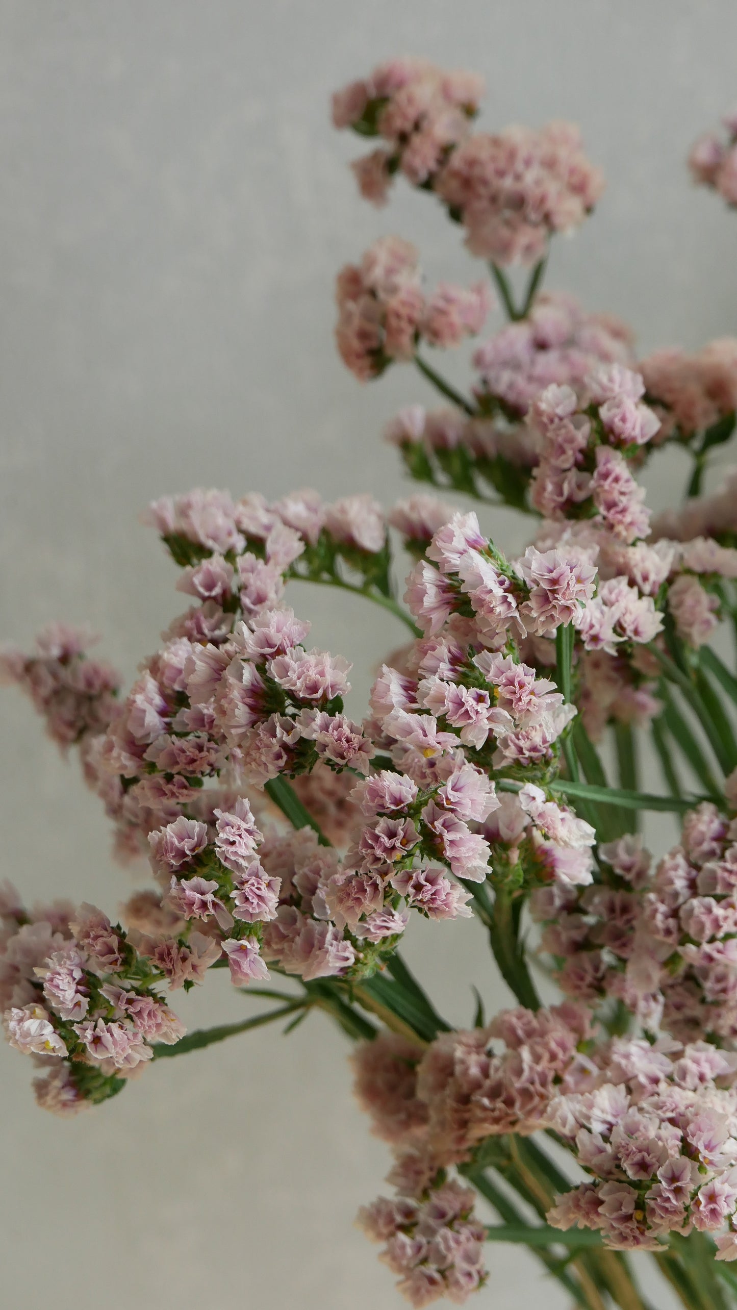 Limonium sinuatum Brown Ash