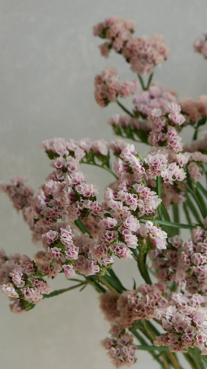 Limonium sinuatum Brown Ash