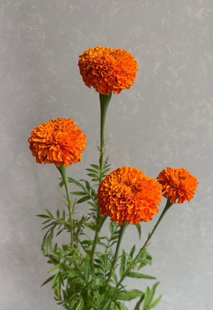 【月見】Marigold Giant Orange (秀 80cm)