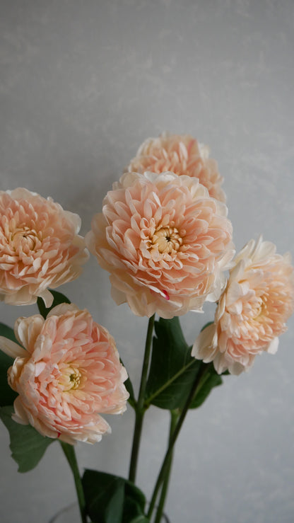 Dahlia Lulu (70cm)
