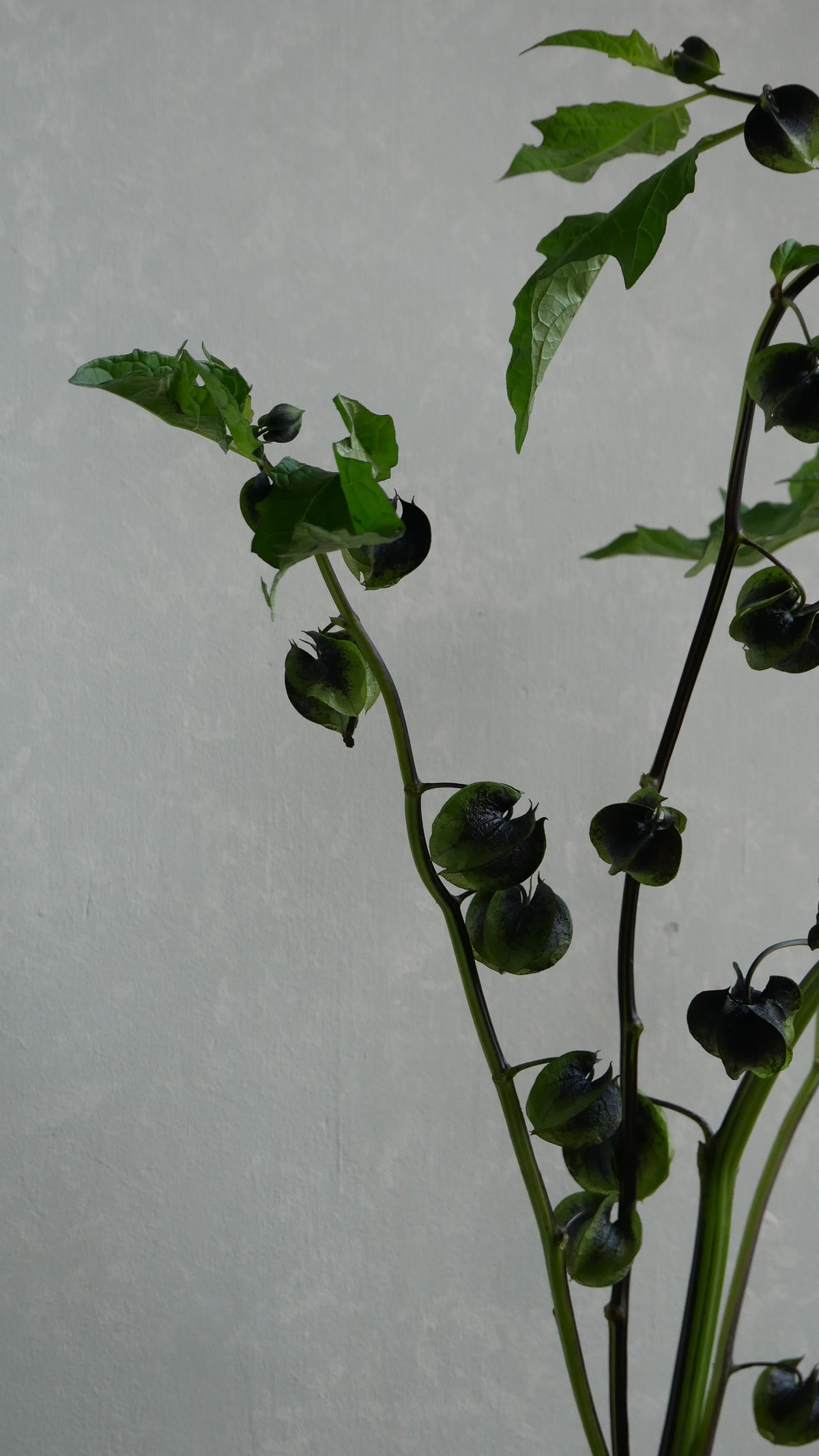 Physalis Alkekengi 鬼灯 黒法月 sp. Atsunko Mix (35-60cm)
