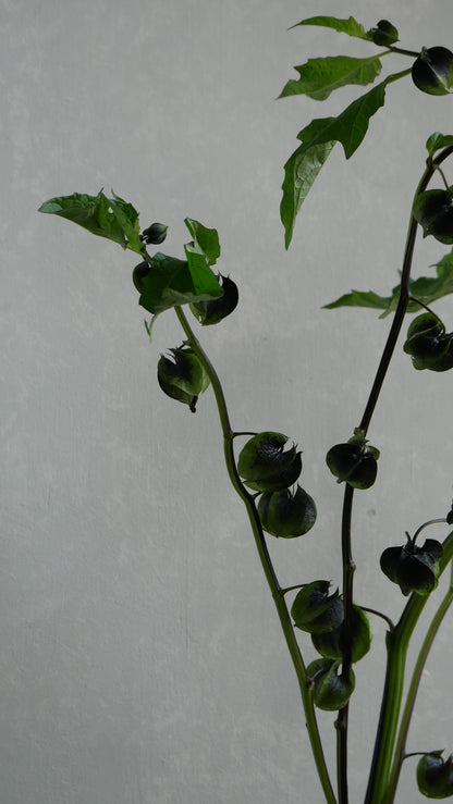 Physalis Alkekengi 鬼灯 黒法月 sp. Atsunko Mix (35-60cm)