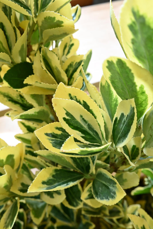 (Clearance Sales) Euonymus Bekkoumasaki 别甲正木