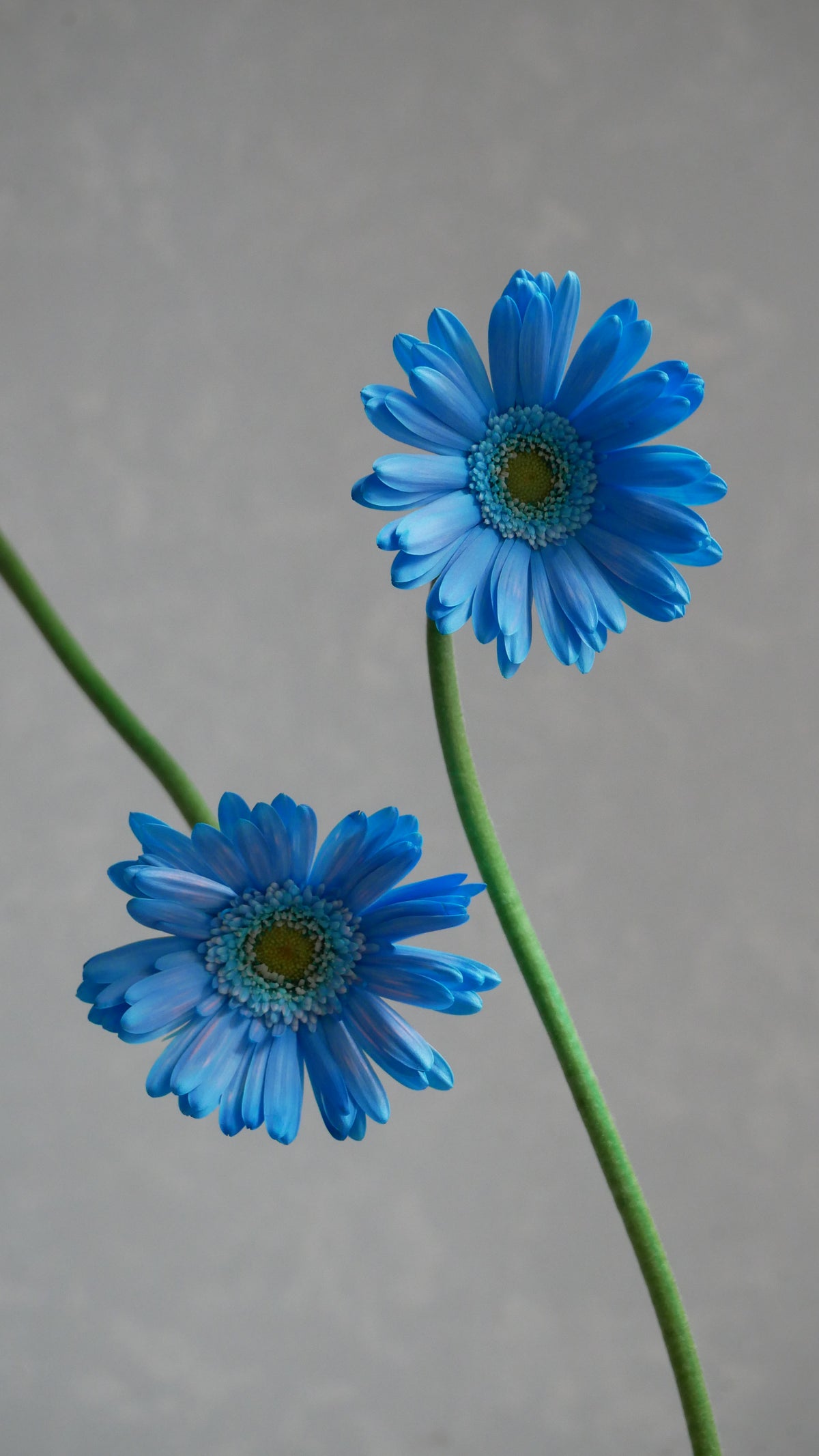 Gerbera Light Blue