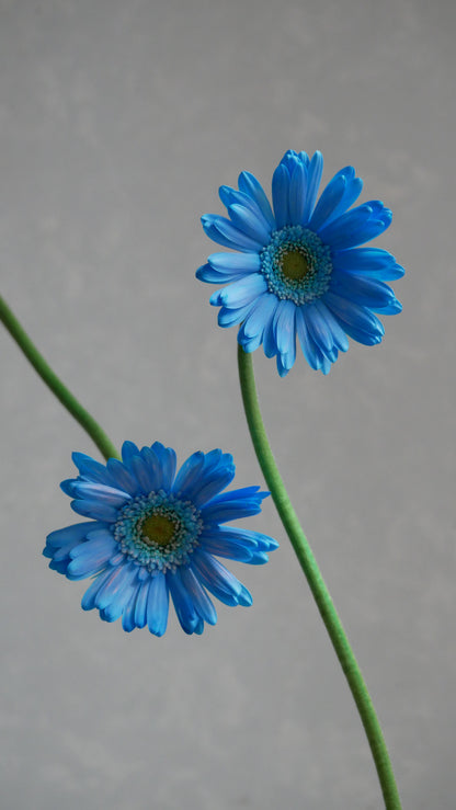 Gerbera Light Blue