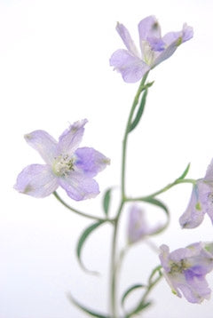 (Clearance Sale) Delphinium Crystal Lavender (60cm)