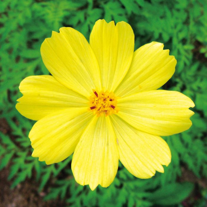 Cosmos Lemon Bright (80cm)
