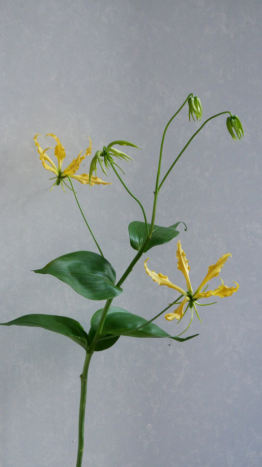 【月見】Gloriosa Lemon Yellow (秀 2L)