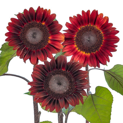 Helianthus Procut Red