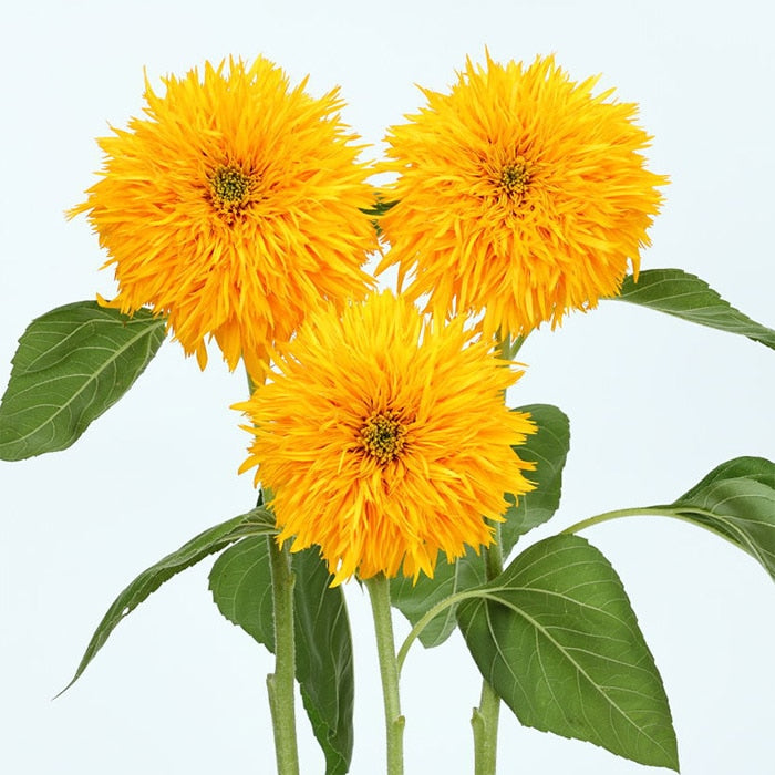 Helianthus Sapporo Maruko