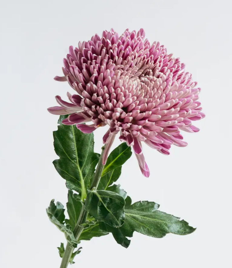 Chrysanthemum Couture