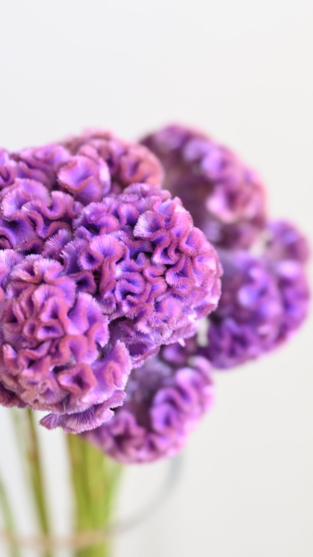 Celosia Tinted - 藤 (55cm)