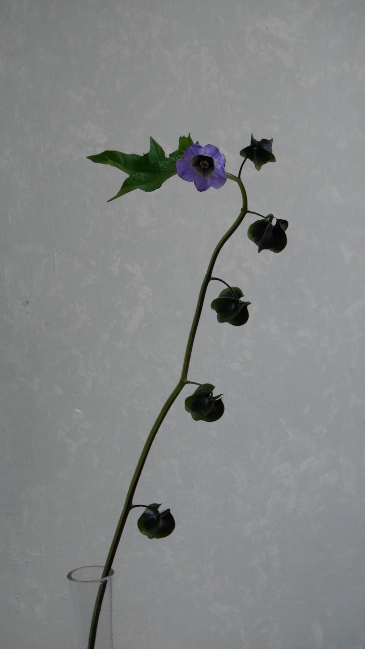 Physalis Alkekengi 鬼灯 黒法月 sp. Atsunko Mix (35-60cm)