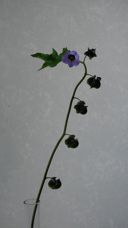 Physalis Alkekengi 鬼灯 黒法月 sp. Atsunko Mix (35-60cm)