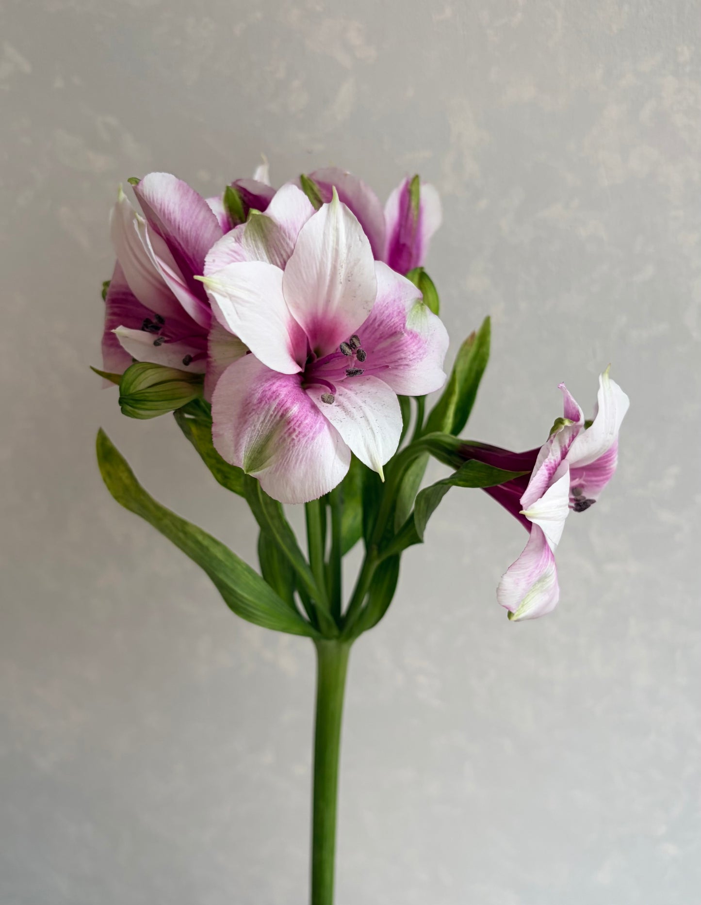 Alstroemeria Lancaster (L)