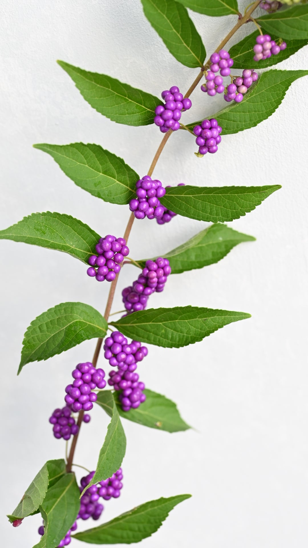 Callicarpa japonica 紫式部 sp. Atsunko Mix (40-60cm)