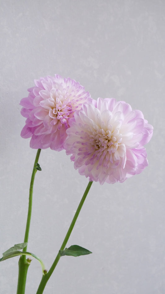 新入荷!! Dahlia Namahage Cute (50cm)