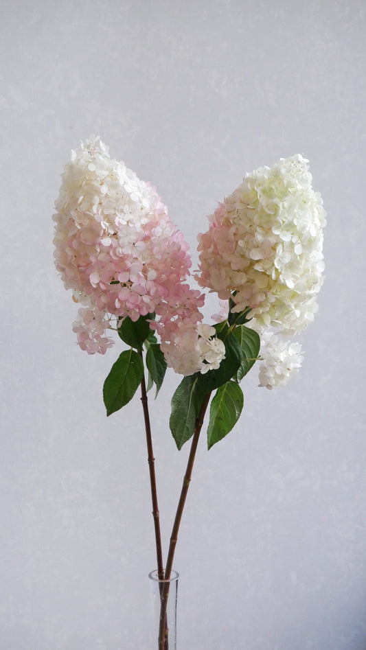 Hydrangea Sunday Fraise (75cm)