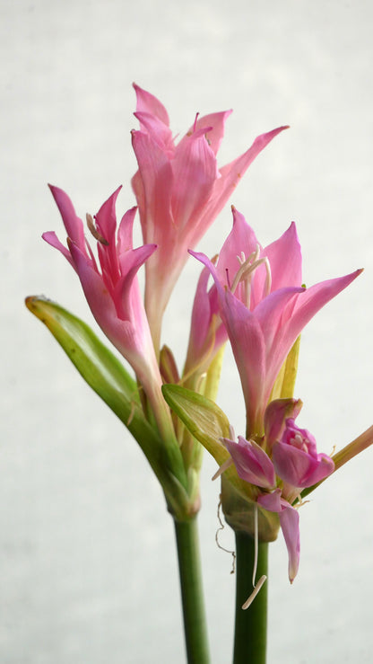 Amaryllis Belladonna Lily (60cm)