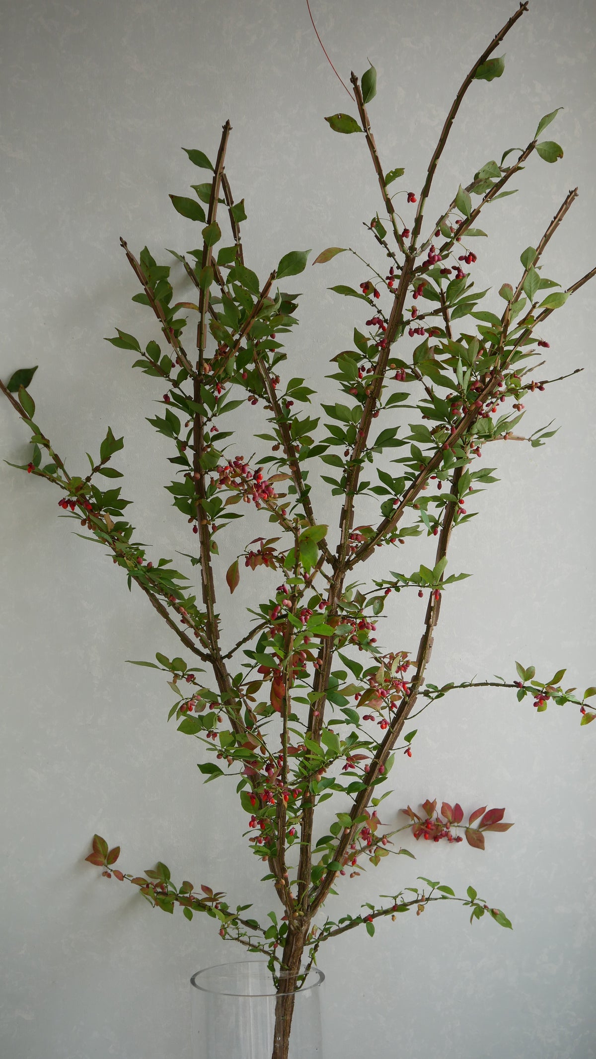 Euonymus alatus 錦木 (Autumn Colour) (120cm)