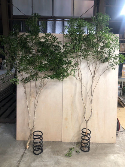 Pieris (200 cm 特)