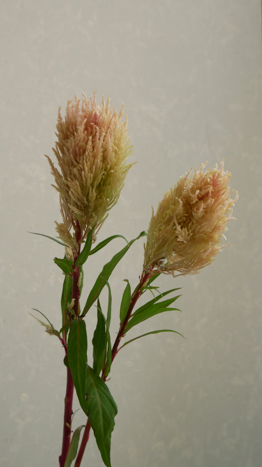 【月見】Celosia 霧島の秋 (60cm)