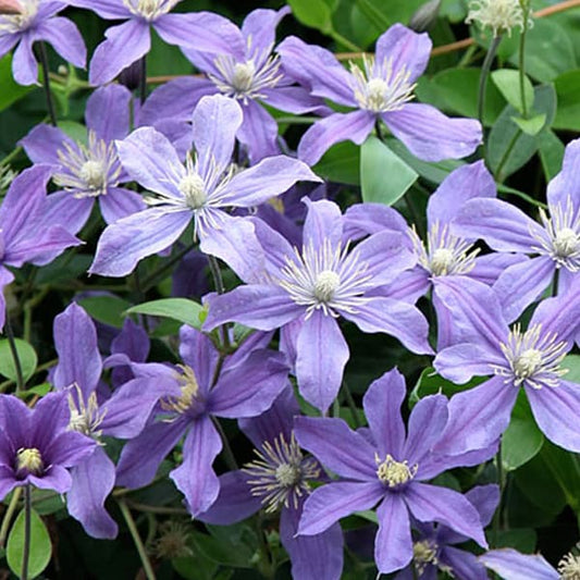 (Clearance Sale) Clematis Florida Mix - 紫色 (50cm)